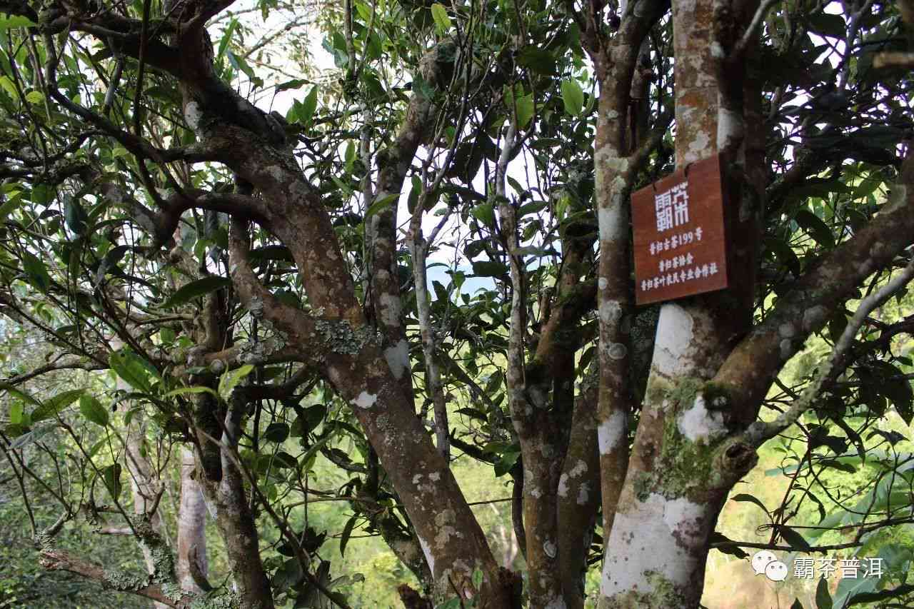 昔归古树茶的独特功效与普洱茶的对比解析