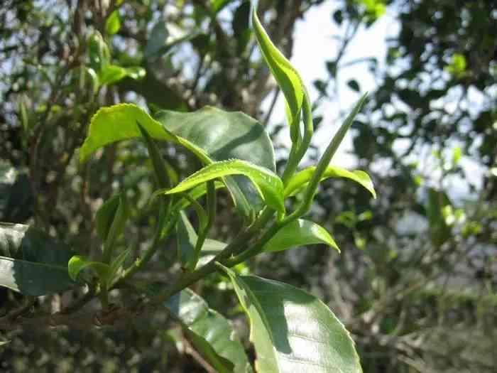 昔归古树茶的独特功效与普洱茶的对比解析