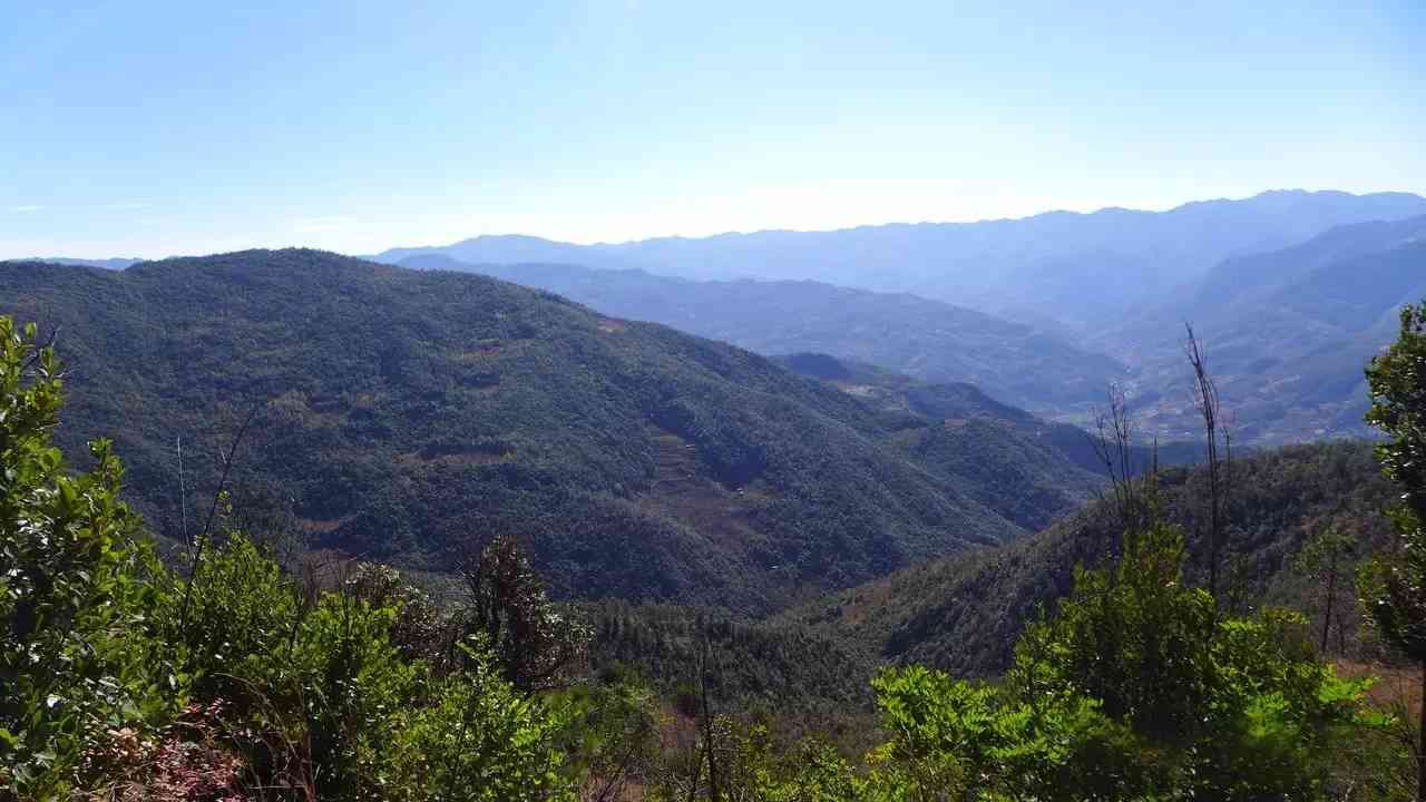 临沧地区特色普洱茶山盘点：品味临沧茶山的魅力与风味