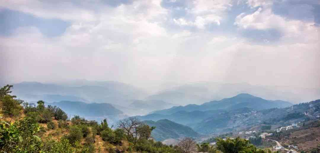 临沧地区特色普洱茶山盘点：品味临沧茶山的魅力与风味