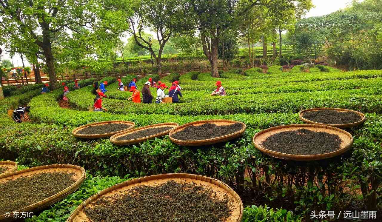 探究普洱茶中的有机成分及其品质特点