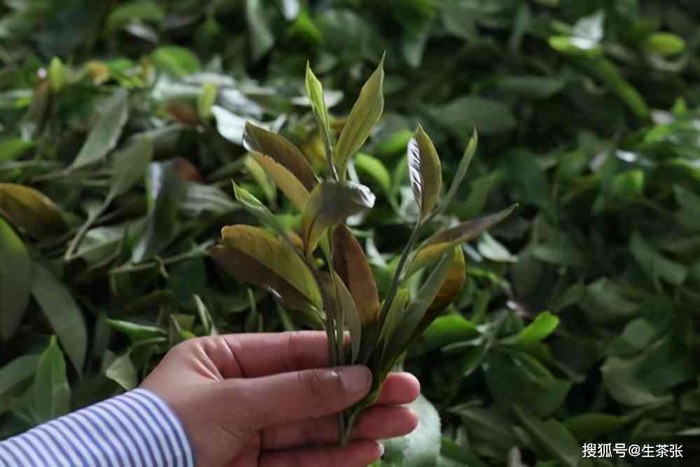 普洱茶中的兰花香品种及其明显特征分析