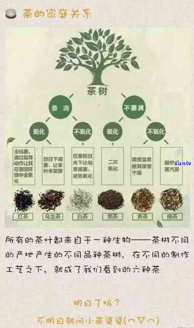 普洱茶：有机与非有机的区别解析，如何选择更适合您的茶叶？