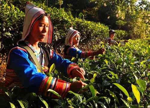 基诺普洱茶怎么样：品质与口感的完美结合，让你爱不释口！