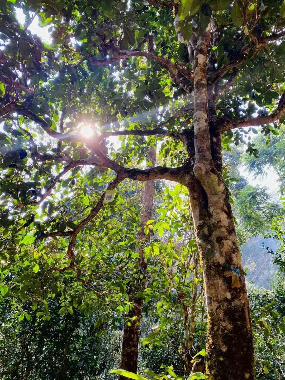 普洱茶单株与古树茶的区别及其特点解析