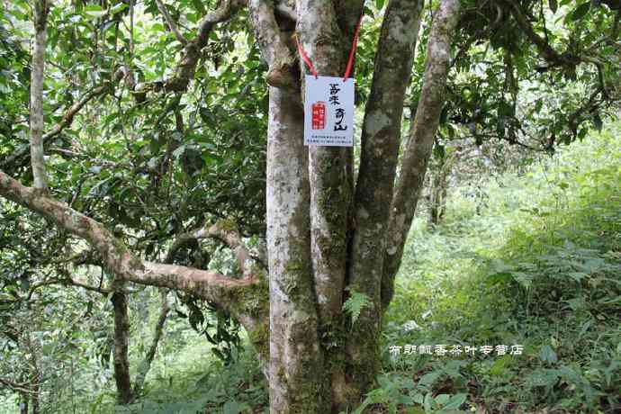 普洱茶单株与古树茶的区别及其特点解析