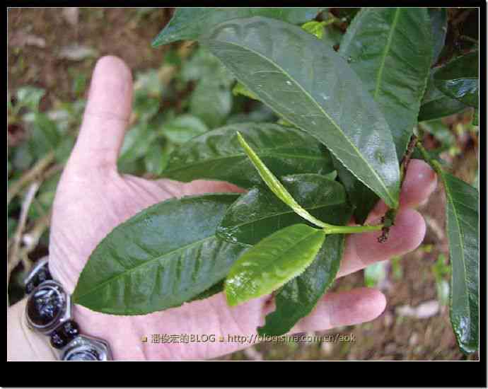 基诺普洱茶卖点介绍大全