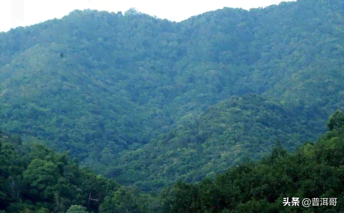 基诺普洱茶卖点介绍大全