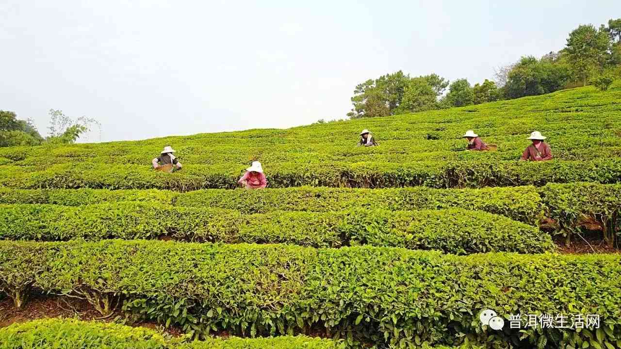 永和古茶园2016年普洱茶价格表及生产情况