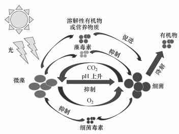 显微镜检测普洱茶原理及其应用