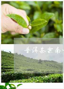 临沧普洱茶生产企业排名