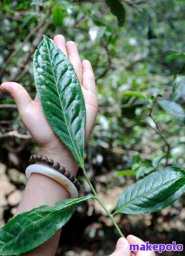 普洱茶为什么叫王子茶呢