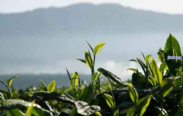 绿水潭普洱茶属哪个山头