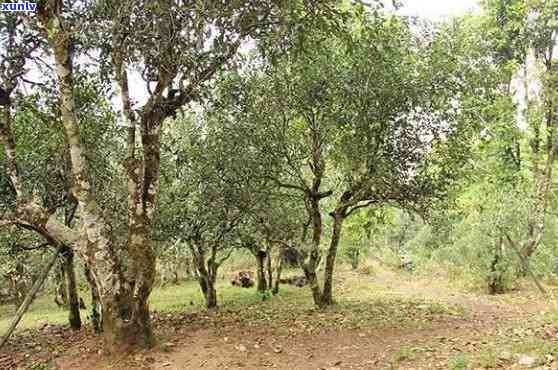 老同志帕沙古树熟茶：2006年布朗山高品质普洱茶，老同志帕沙熟茶怎么样？