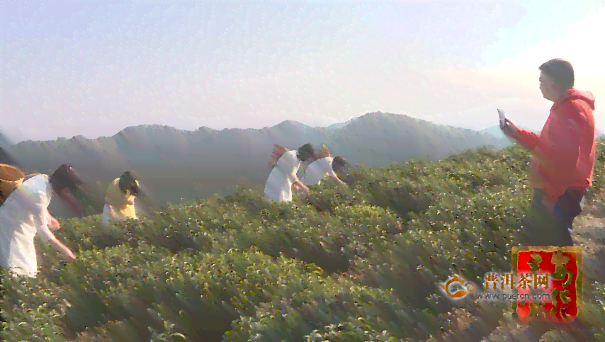 平县哪里有普洱茶卖呀