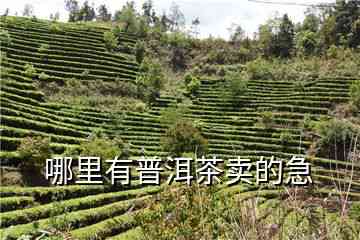 平县哪里有普洱茶卖的啊