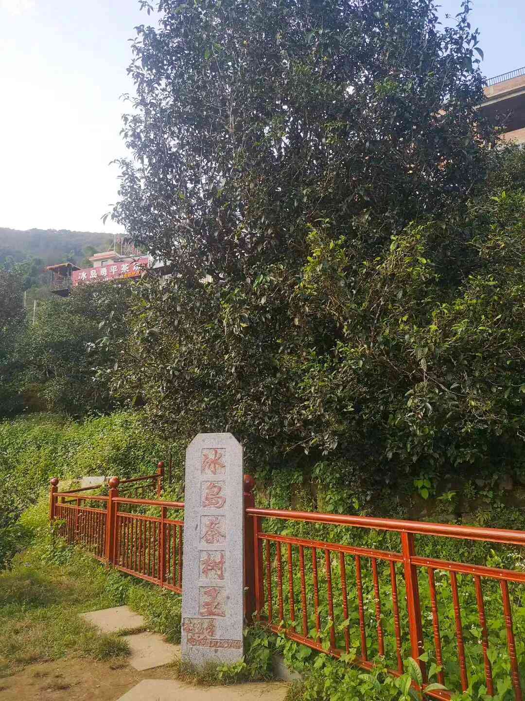 普洱茶最选什么山头好