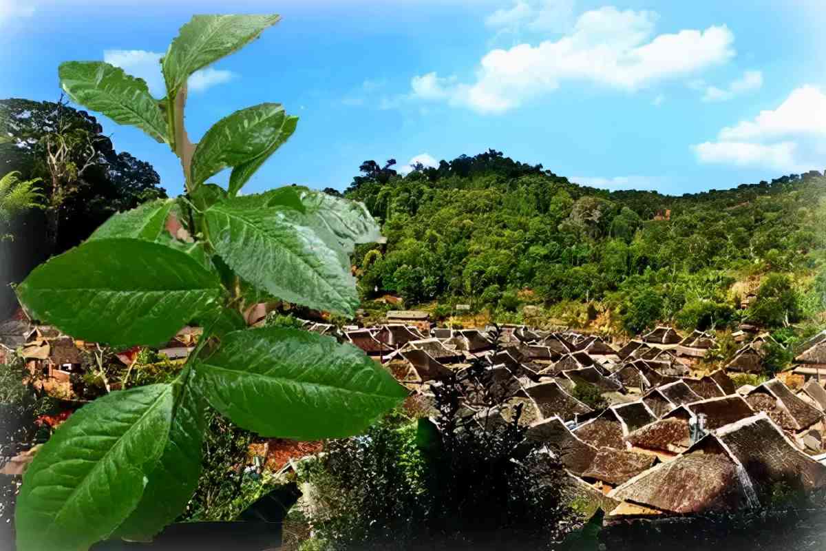 普洱茶最选什么山头好