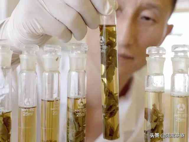 普洱茶的化学成分分析及其对健的影响：一种全面的科学解读