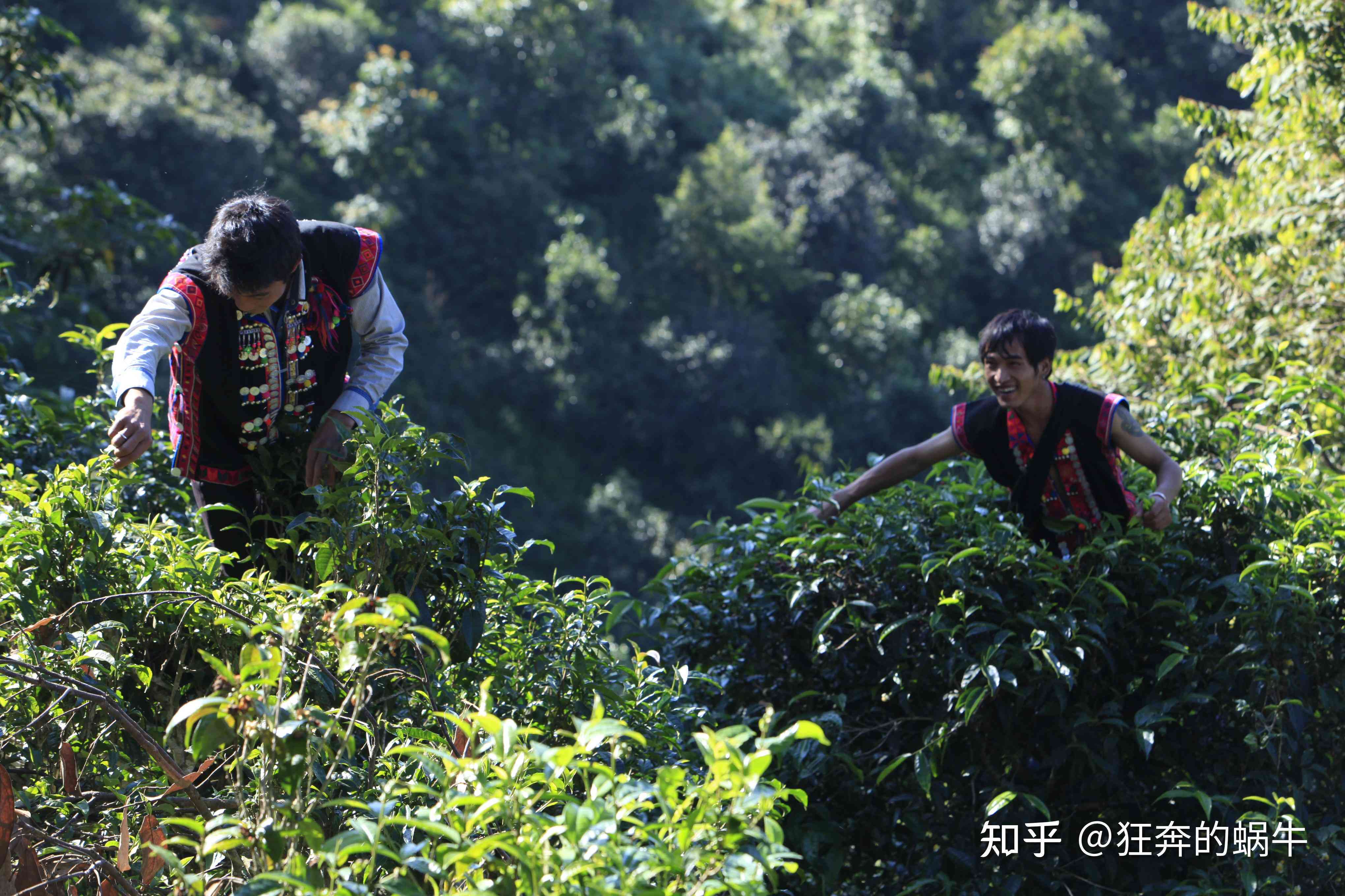 云南旅游期间，如何购买正宗普洱茶的全攻略