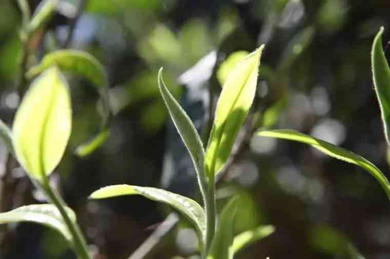 普洱茶散茶有几款产品好