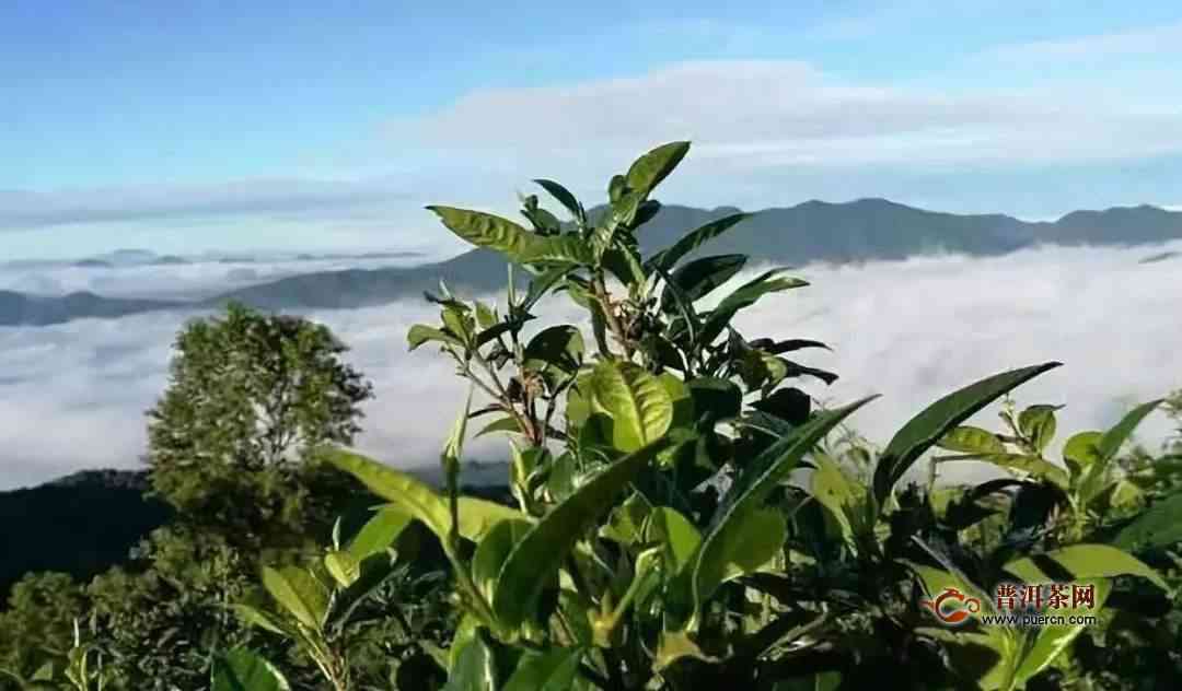 普洱茶帕沙古树价格2020年与XXXX年对比：帕沙普洱茶市场行情解析