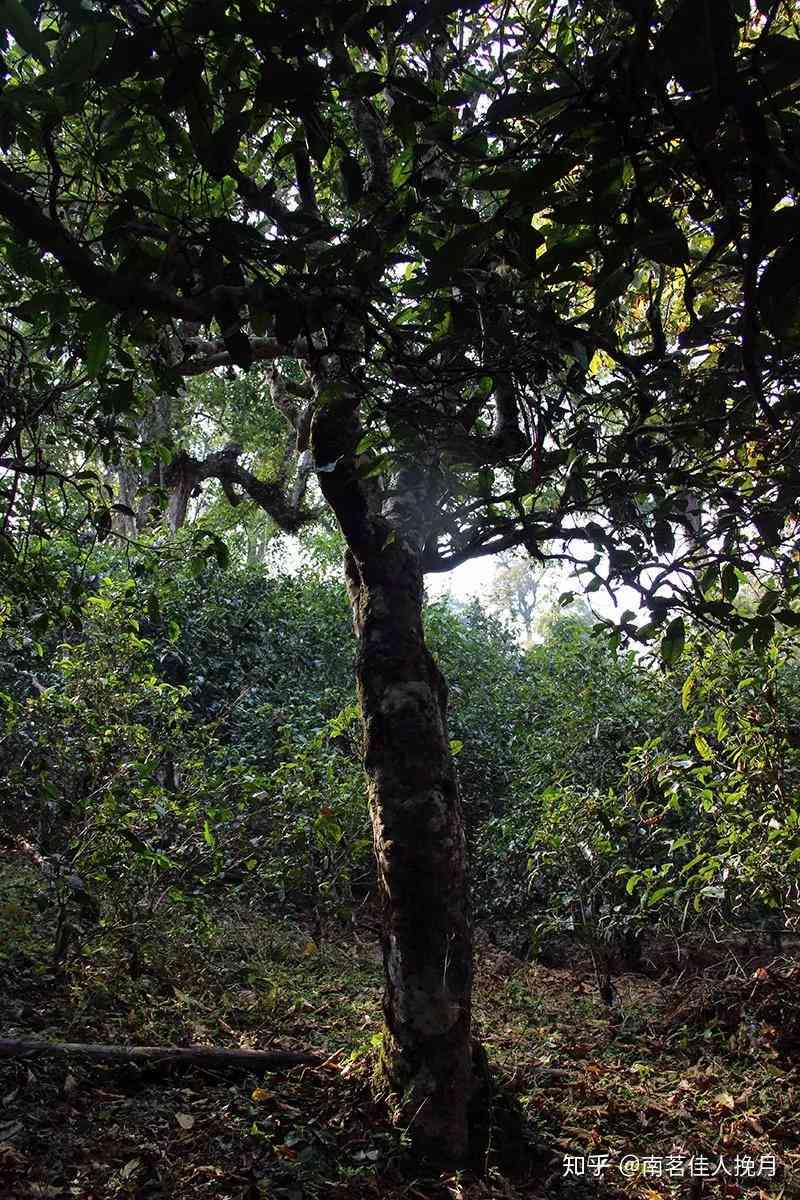 普洱茶甜味制作及其与苦涩的关系：源自何处？