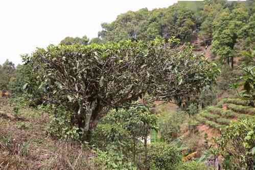 全方位指南：如何在北方冬保护和存普洱茶树，以确保品质不受影响