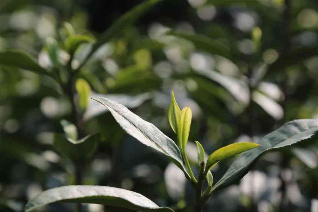 六大茶山秘境普洱茶特点：价格，口味，全面解析