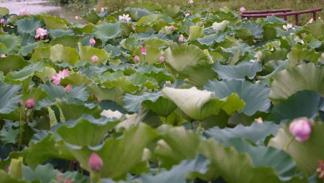 六大茶山秘境普洱茶特点：价格，口味，全面解析