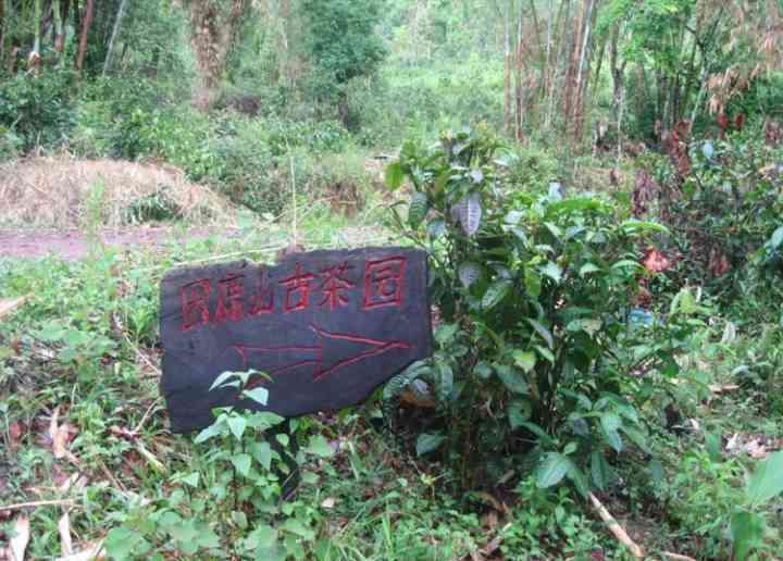 探究困鹿山普洱茶的独特香味及其口感特点