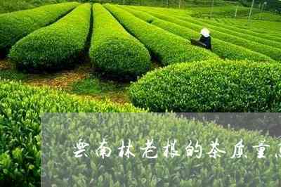 云南林老根茶业：官网评价及产品信息