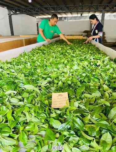 云南特色普洱茶：老根古树茶厂精选茶叶，品鉴林建企业加工工艺与价格优