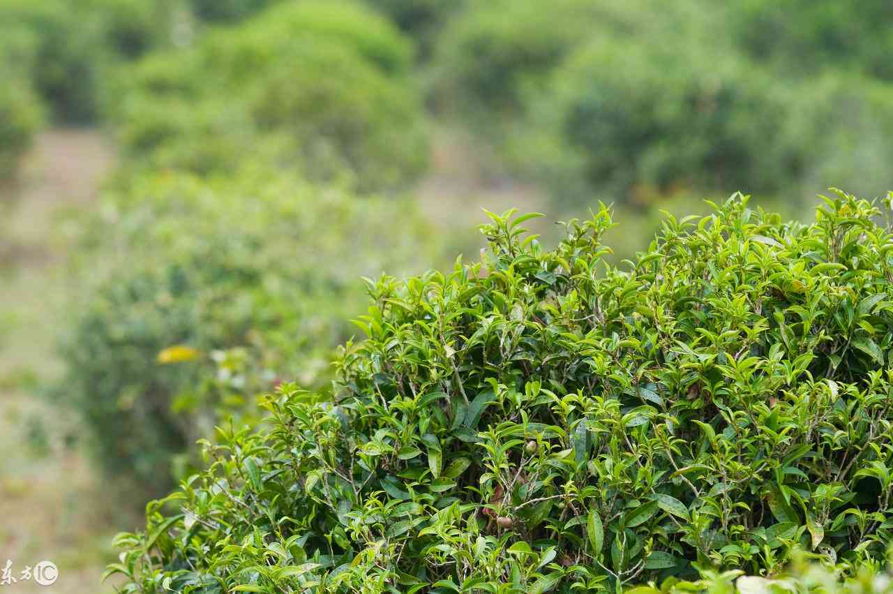 深度解析：探究普洱茶每年涨价背后的原因与影响