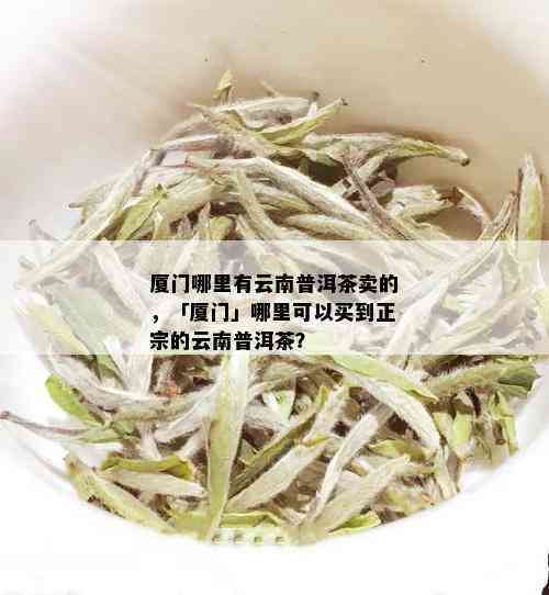 厦门普洱茶推荐：寻找茶叶体验