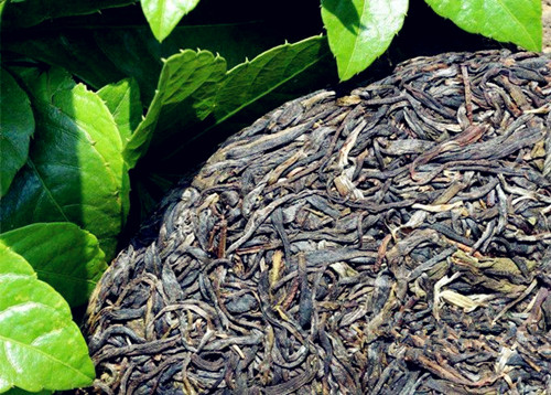 樟香普洱茶是什么意思？熟茶、生茶的区别与功效