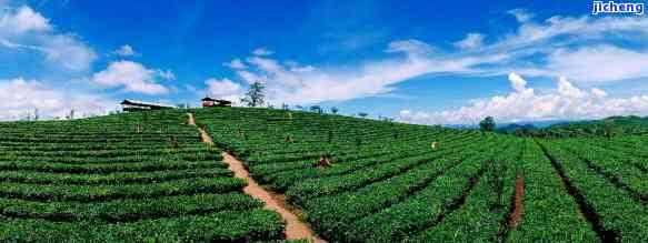 普洱茶高端基地在哪？-普洱茶叶更大公司，生产基地及购买地点。