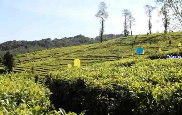 普洱茶高端基地在哪？-普洱茶叶更大公司，生产基地及购买地点。