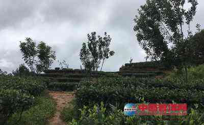 普洱茶高端基地在哪？-普洱茶叶更大公司，生产基地及购买地点。