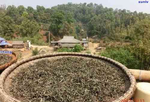 普洱茶高端基地在哪？-普洱茶叶更大公司，生产基地及购买地点。