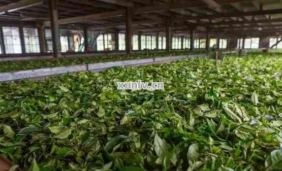 普洱茶高端基地在哪？-普洱茶叶更大公司，生产基地及购买地点。