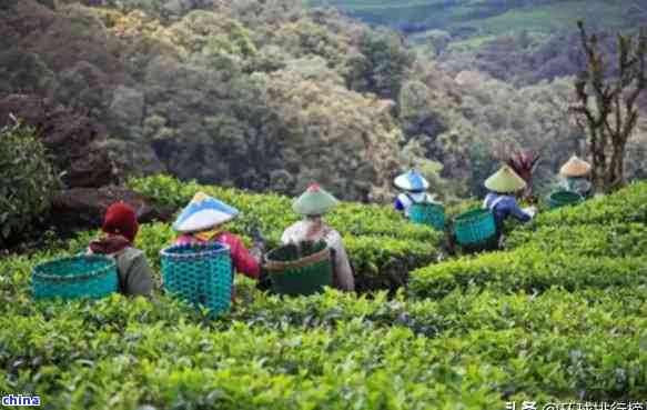 普洱茶叶基地：探索云南茶叶产业的完整体验与投资指南