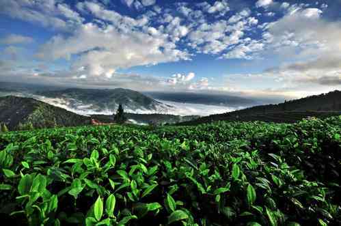 普洱茶叶基地：探索云南茶叶产业的完整体验与投资指南