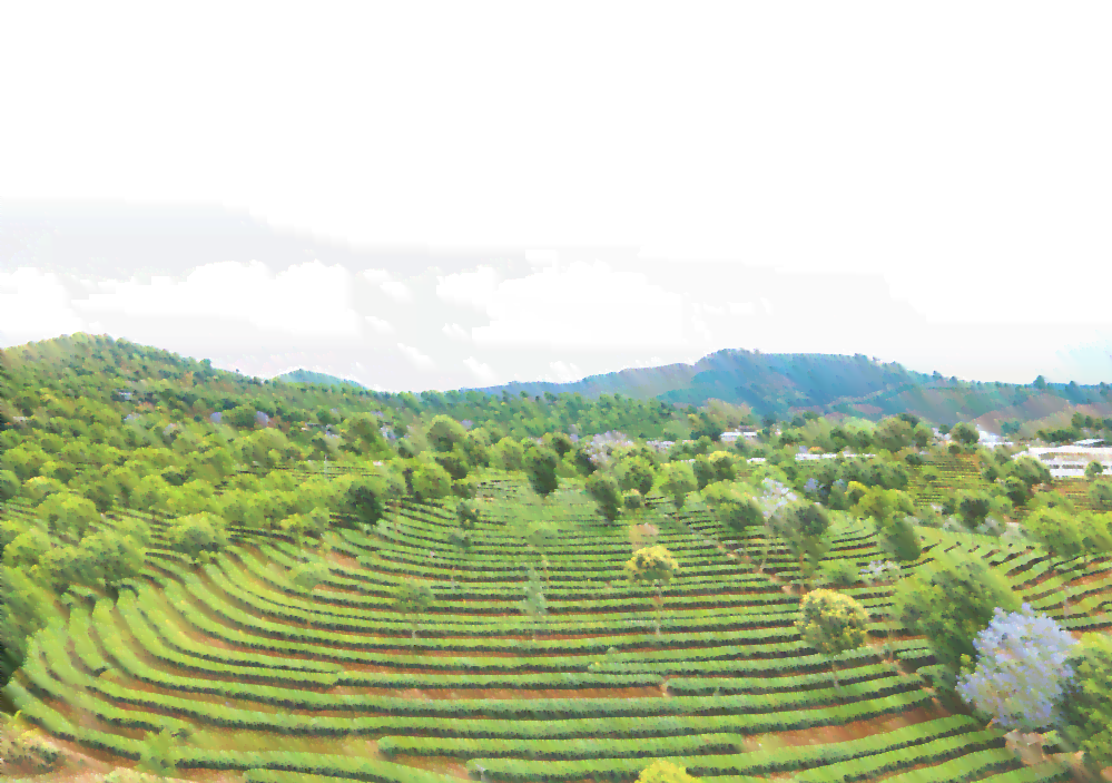 普洱茶高端基地在哪里有