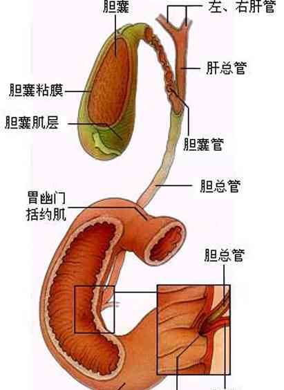 切除胆囊后的日常生活：饮茶禁忌与恢复指南