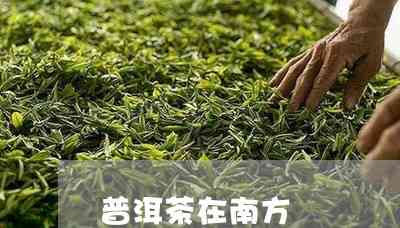 普洱茶在南方几月喝