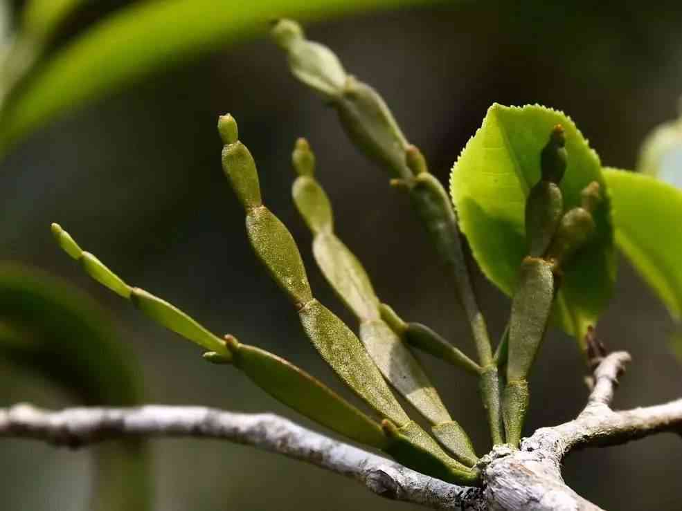 普洱茶怎么压成饼用胶水吗？能放多久？普洱茶饼的压制方法是什么？