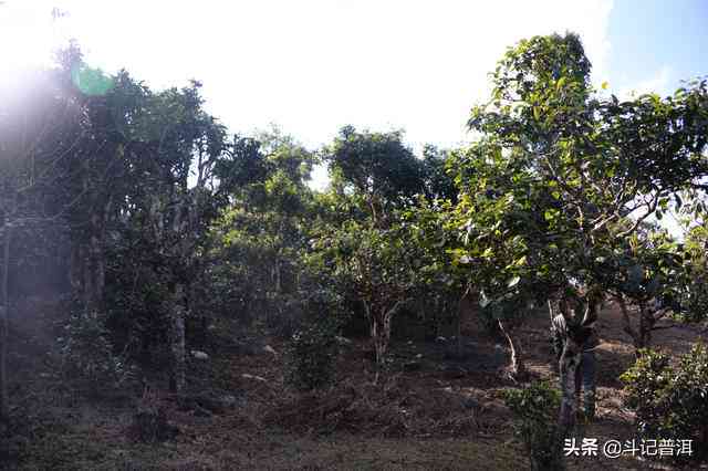 探究普洱茶中的生态与古树：一场大树与普洱的对比之旅