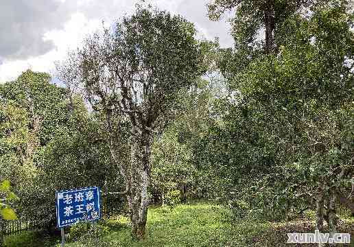 古树普洱茶的健益处：一种全天然的保健饮品