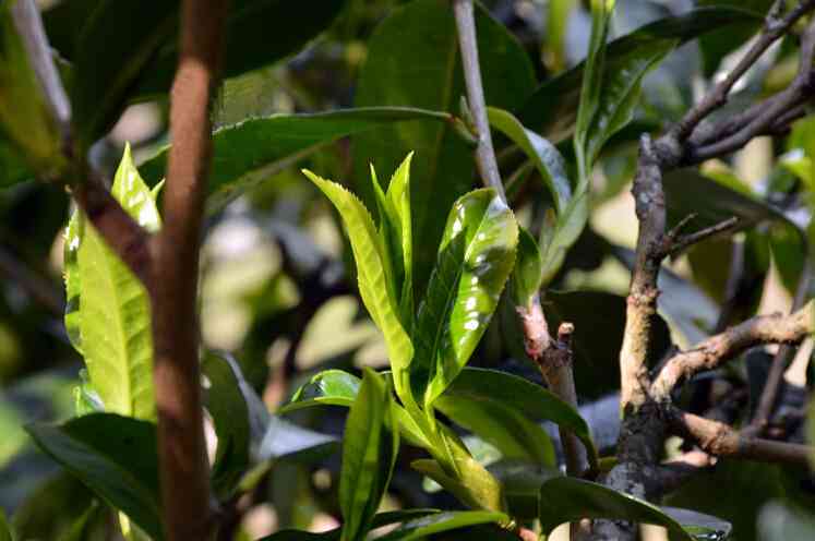 古树普洱茶好处是什么呢